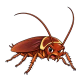 Illustration of American cockroach
