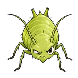 Illustration of the aphids