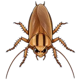 Illustration of Asian cockroach