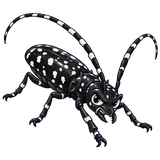 Illustration of Asian longhorned beetle
