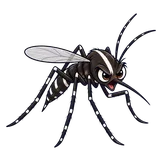 Illustration of Asian tiger mosquito