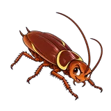 Illustration of Australian cockroach