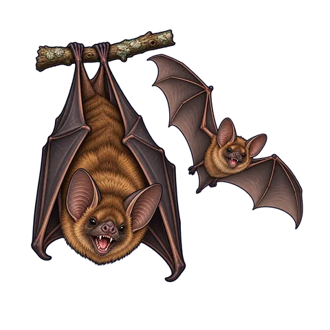 Stylized illustration of bats