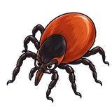 Illustration of Blacklegged tick