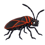 Illustration of Boxelder bug