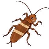 Illustration of Brown-banded cockroach