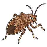 Illustration of Brown marmorated stink bug