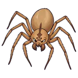 Illustration of Brown recluse