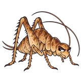 Illustration of Camel crickets