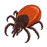 Illustration of Castor bean tick