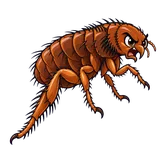 Illustration of Cat flea