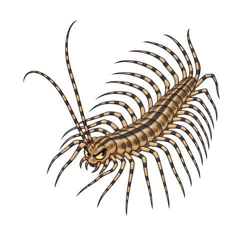 Stylized illustration of centipedes