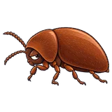 Illustration of Cigarette beetle