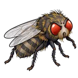 Illustration of Cluster flies