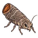 Illustration of the codling moth