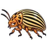 Illustration of Colorado potato beetle