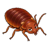 Illustration of Common bed bug