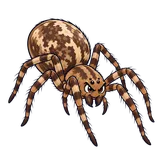 Illustration of Common house spider
