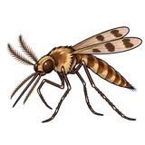 Illustration of Common malaria mosquito