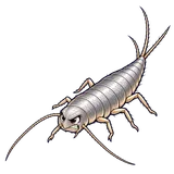 Illustration of Common silverfish