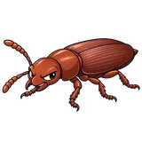Illustration of Confused flour beetle
