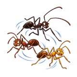 Illustration of Crazy ants