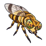 Illustration of Deer flies