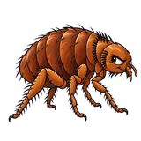 Illustration of Dog flea