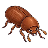 Illustration of Drugstore beetle