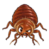 Illustration of Eastern bat bug