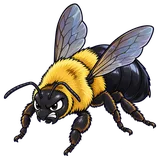 Illustration of Eastern carpenter bee