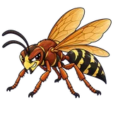 Illustration of Eastern cicada killer