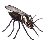 Illustration of Eastern treehole mosquito