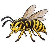Illustration of Eastern yellowjacket