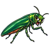 Illustration of Emerald ash borer