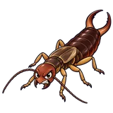 Illustration of European earwig