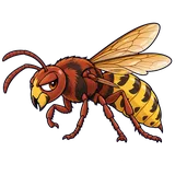 Illustration of European hornet