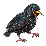 Illustration of European starling