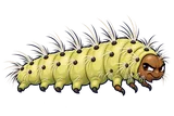 Illustration of Fall webworm