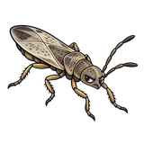 Illustration of False chinch bug