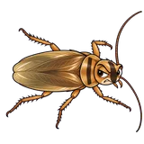 Illustration of Field cockroach