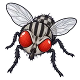 Illustration of Flesh flies