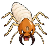 Illustration of Formosan subterranean termite