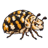 Illustration of Furniture carpet beetle