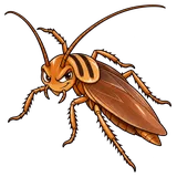 Illustration of German cockroach