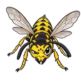Illustration of German yellowjacket