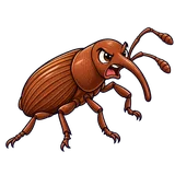Illustration of Granary weevil