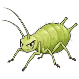 Illustration of Green peach aphid