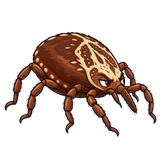 Illustration of Gulf Coast tick