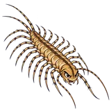 Illustration of House centipede